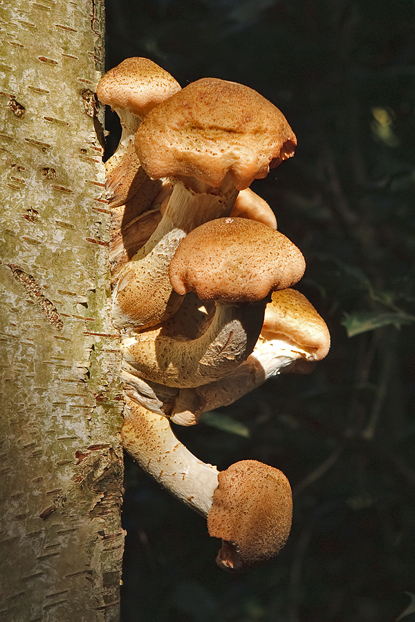 Armillaria ostoyae  Sombere honingzwam